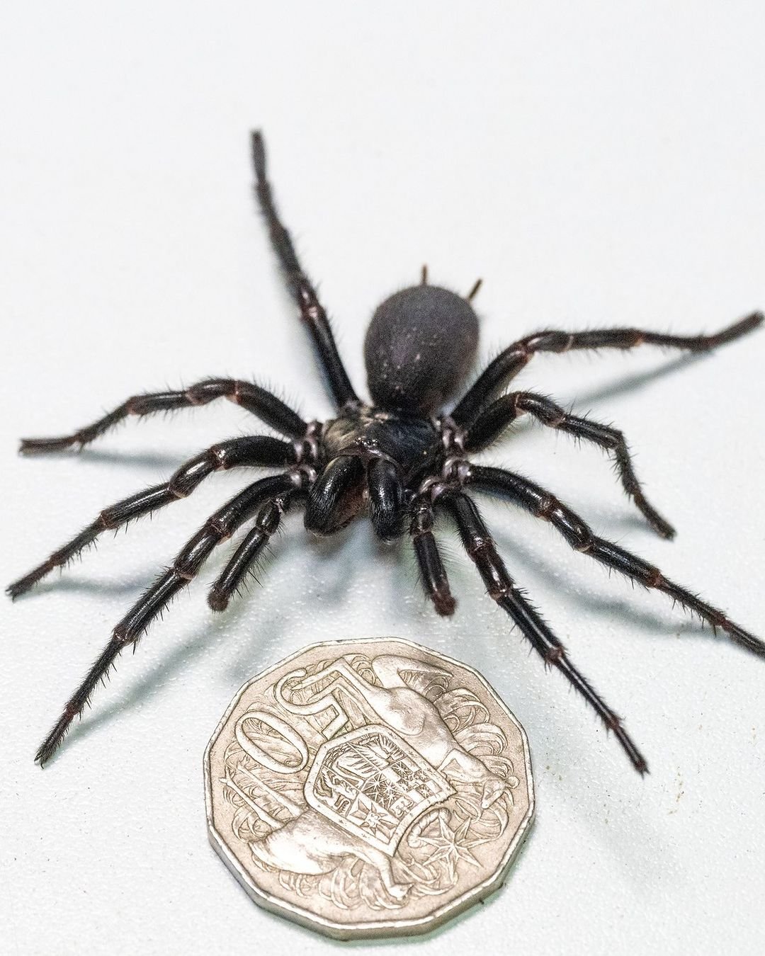 Aranha gigante e venenosa é encontrada por moradores em região litorânea