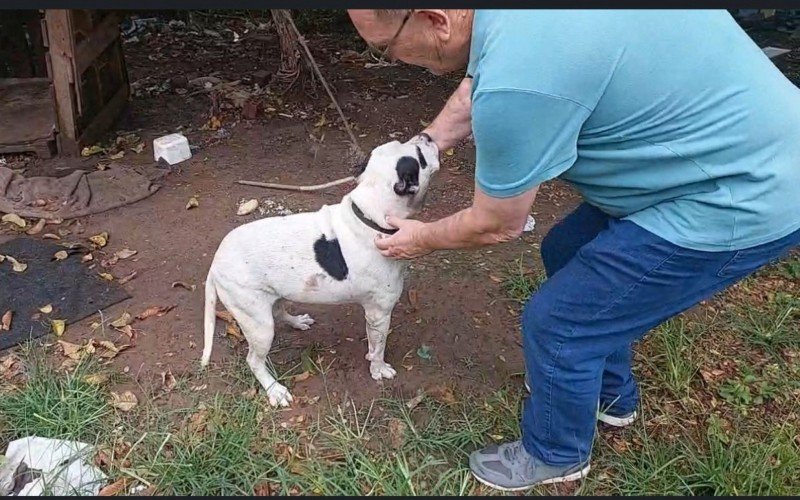 Cachorro vítima de maus-tratos foi resgatado em São Leopoldo | abc+