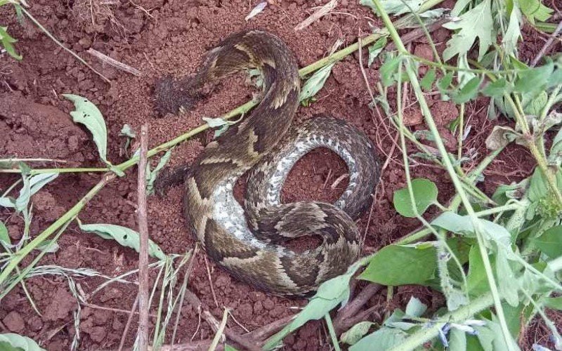 Jararaca teria atacado Kunz na zona rural de Três Coroas | abc+