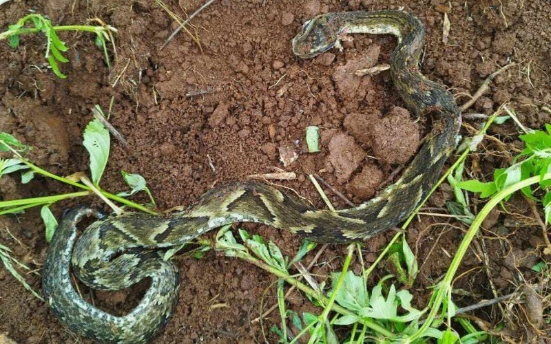 Uma jararaca foi achada morta perto do local onde o corpo de Kunz foi encontrado sem vida na zona rural de TrÃªs Coroas