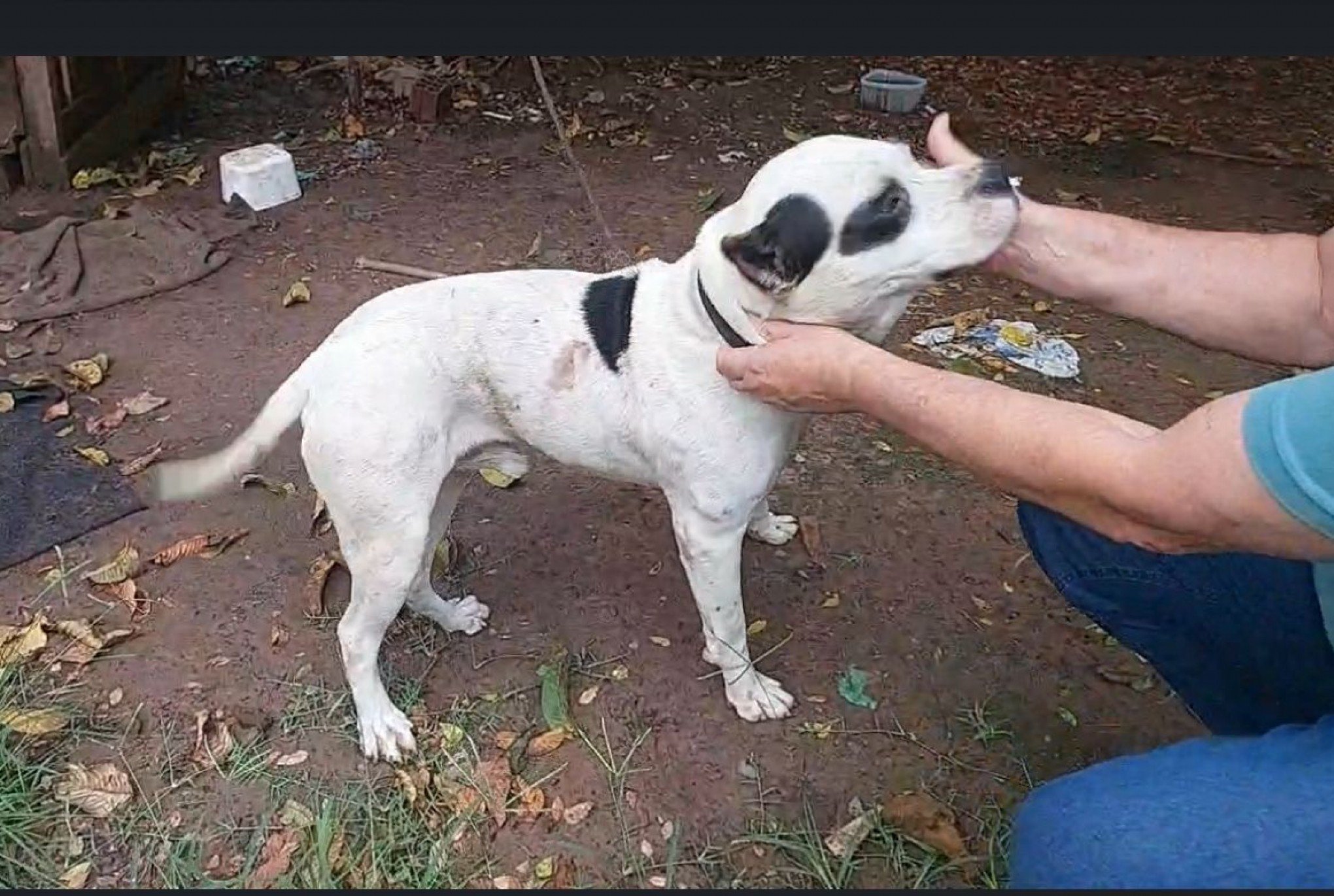 Cachorro agredido é resgatado em São Leopoldo; veja qual será o destino do animal