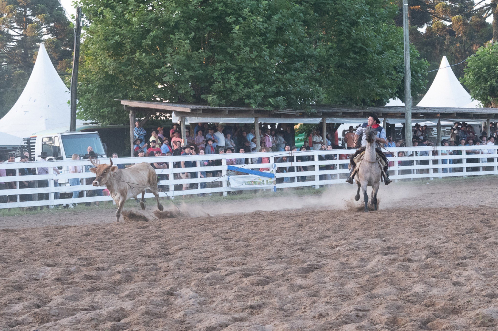 Conheça os vencedores das principais provas campeiras do Rodeio de Canela