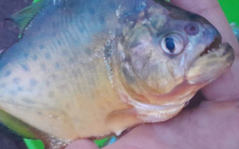 Palometas no Rio Rolante