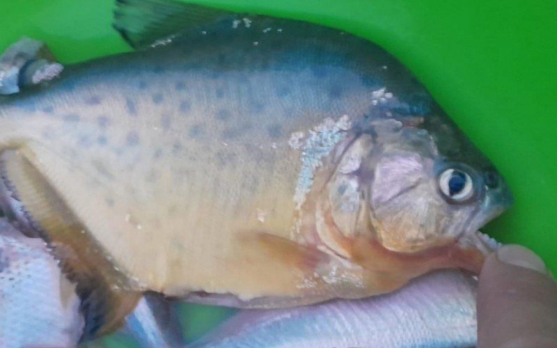 Palometas no Rio Rolante