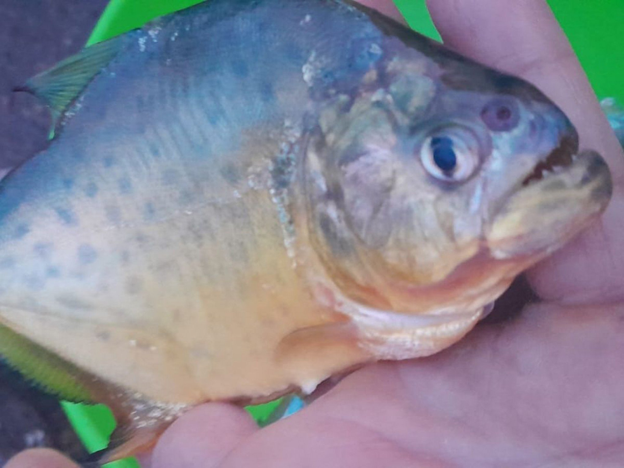 PIRANHAS INVASORAS: Palometas aparecem no Rio Rolante