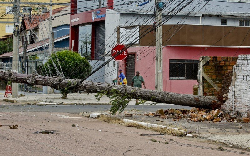 Vendaval de 107 km/h derrubou dezenas de árvores em Canoas