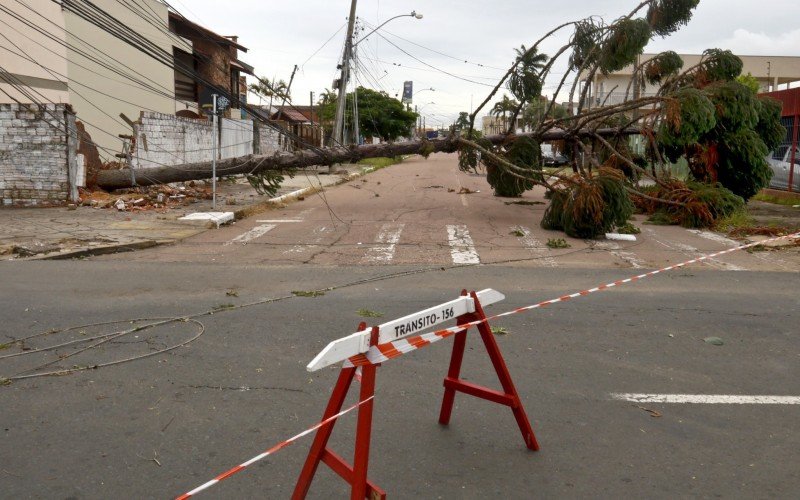 Vendaval de 107 km/h derrubou dezenas de árvores em Canoas