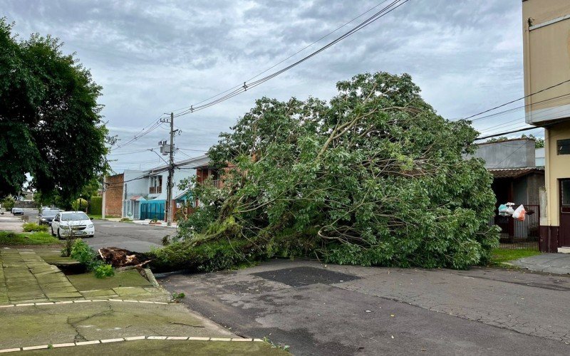 Árvore foi arrancada com a força do vento na Rua Marechal Deodoro, no Centro de Sapucaia 