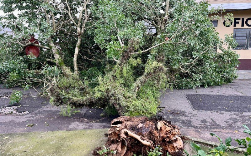 ÃÂrvore foi arrancada com a forÃ§a do vento na Rua Marechal Deodoro, no Centro de Sapucaia 