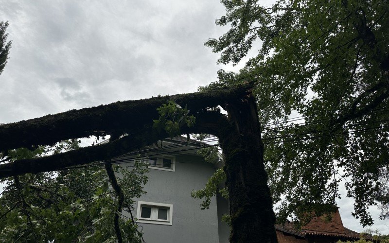 ÃƒÂrvores foram quebradas com a forÃƒÂ§a no vento