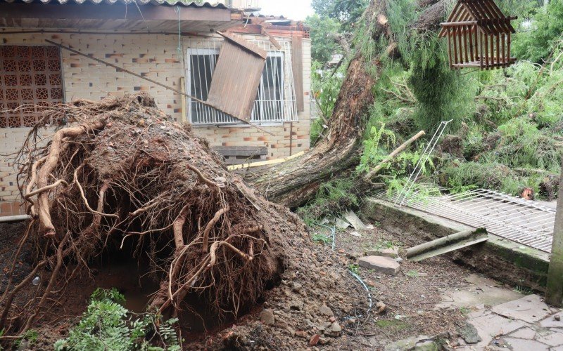 Na Rua Soledade, em Esteio, árvore de grande porte foi arrancada pela raiz 