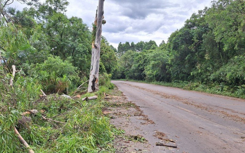 Taquara tem rodovias obstruÃ­das por Ã¡rvores e casas destelhadas