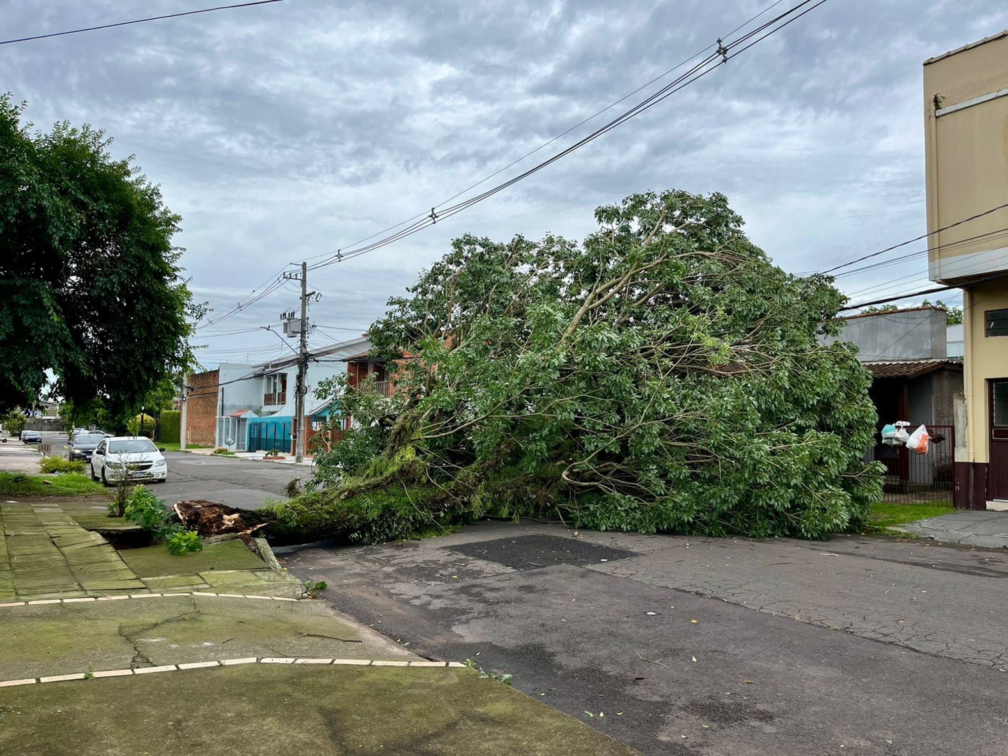 TEMPESTADE: Vale do Sinos tem destelhamentos e quedas de árvores e postes