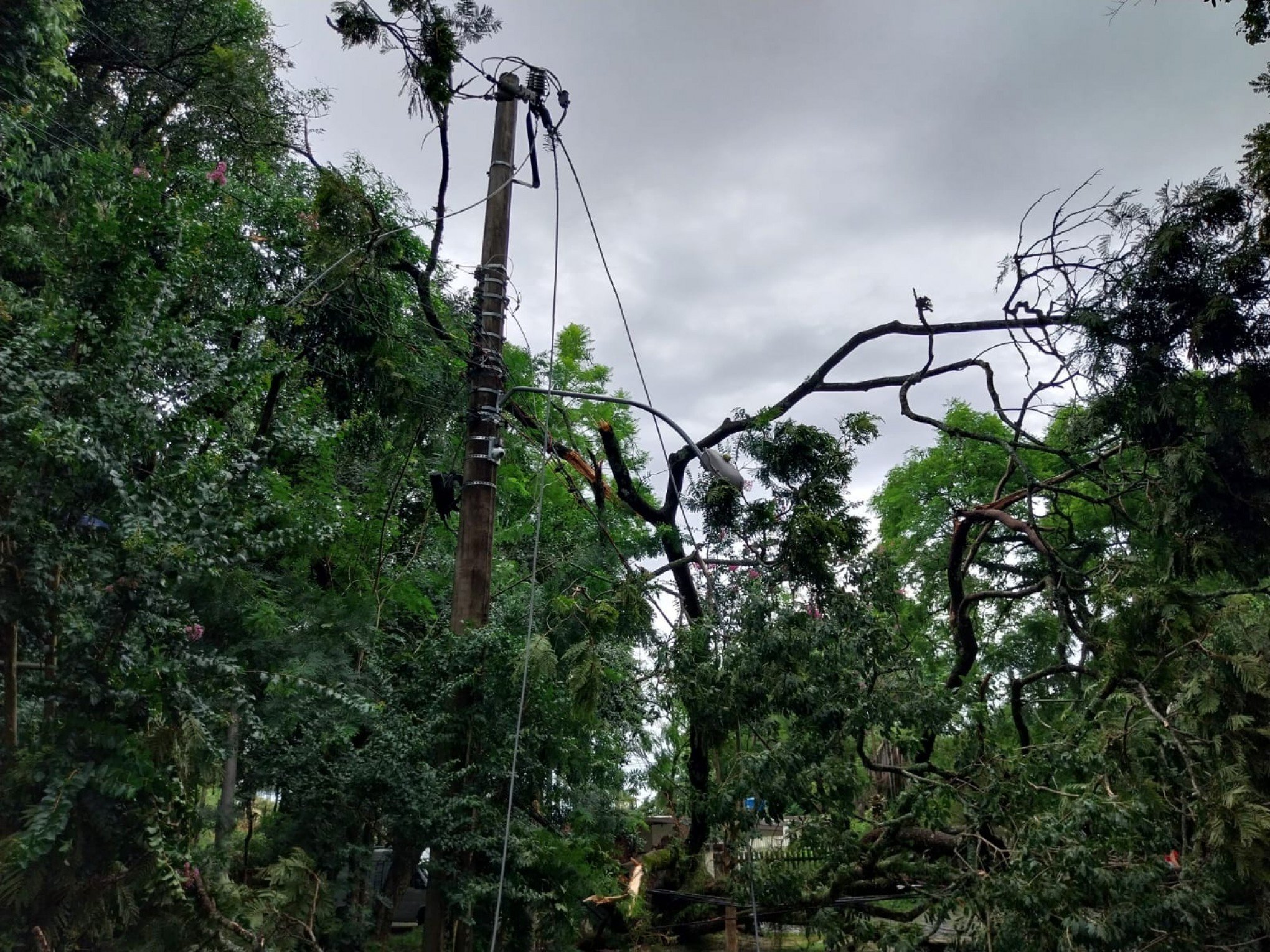 Ãrvore de grande porte foi arrancada pela raiz no Morro do Espelho e galhos atingiram a rede elÃ©trica