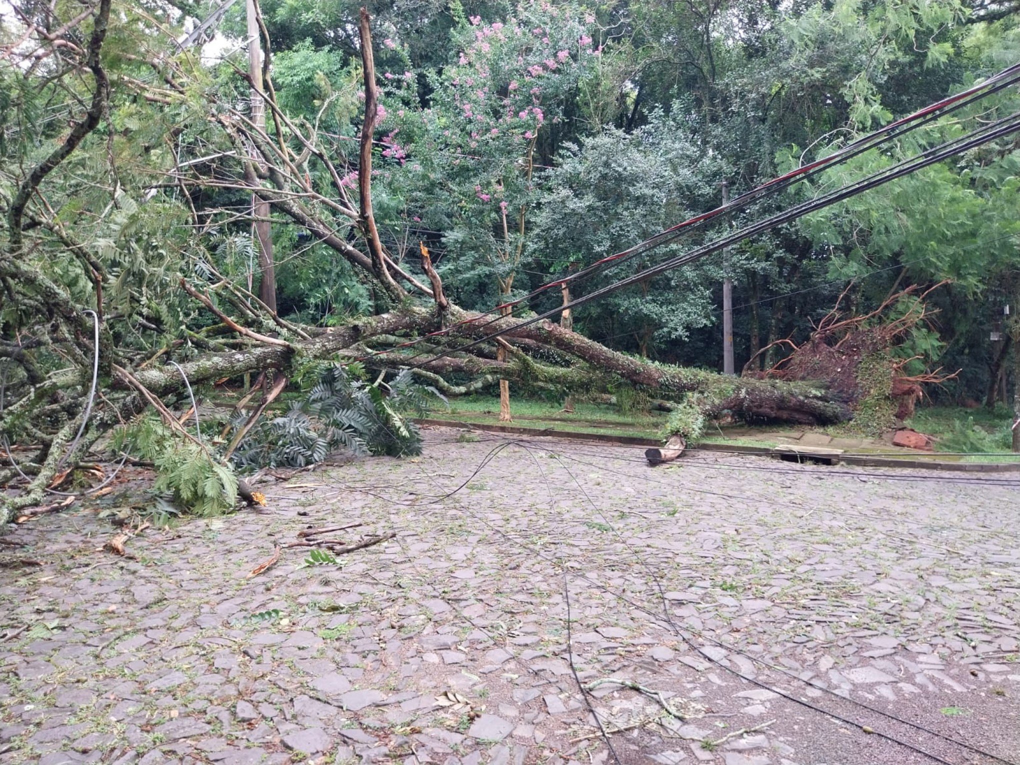 TEMPESTADE: Árvore é arrancada pela raiz com a força do vento em São Leopoldo; confira a situação da cidade