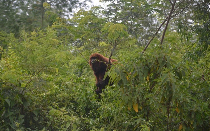 Bugios servem de sentinelas do adoecimento silvestre e não transmitem a doença | abc+