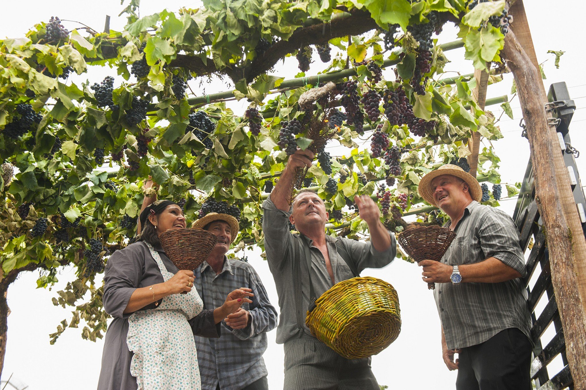 É tempo de vindima: Conheça as atrações da época de colheita da uva na Serra gaúcha