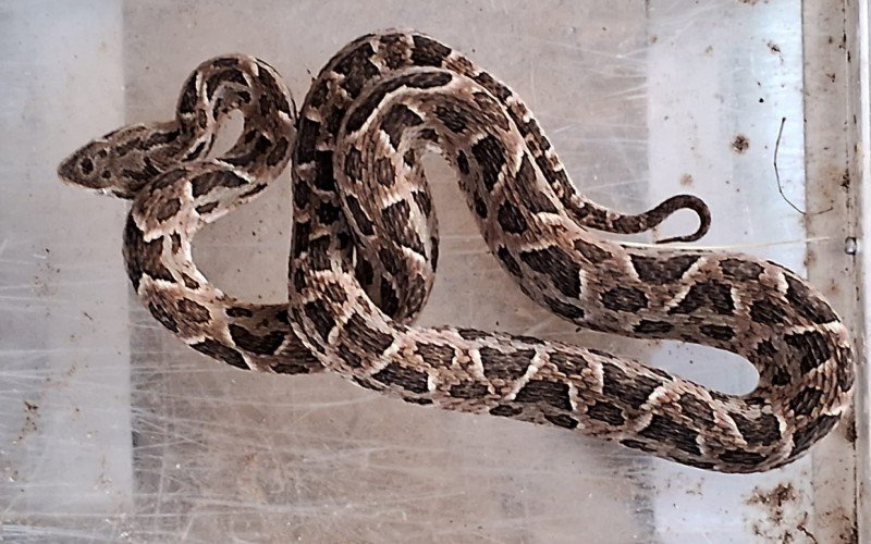 Serpente, que mede cerca de 80 centímetros, estava no pátio de uma empresa, no bairro Fazenda São Borja