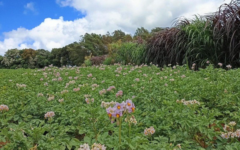 Batateiras em flor