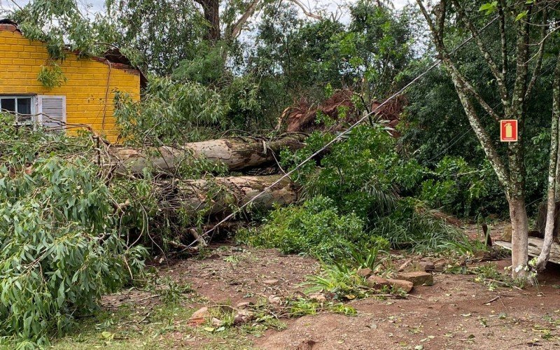 Município de Taquara teve centenas de quedas de árvores após o temporal da semana passada | abc+