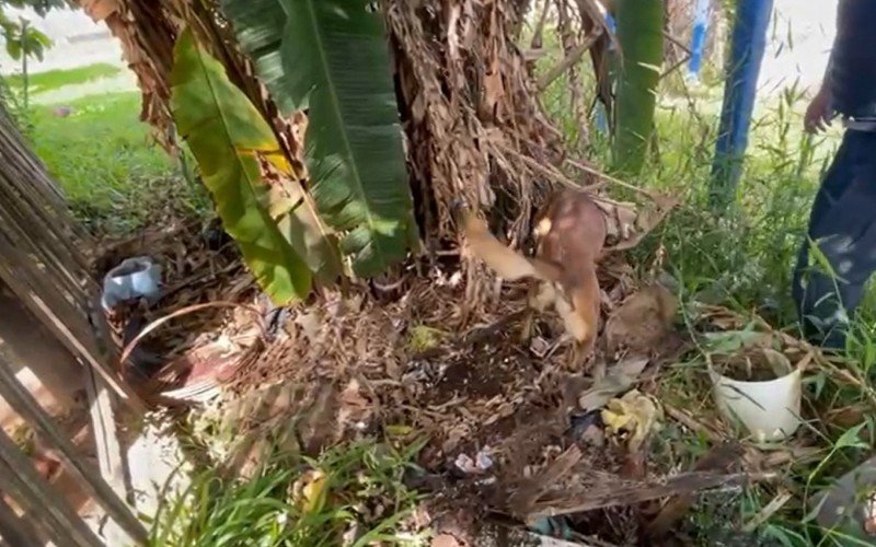 Drogas eram escondidas em meio à plantação 