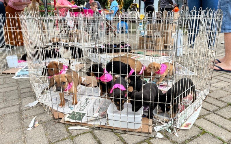 EstÃ¢ncia Velha tem feira de adoÃ§Ã£o de animais neste sÃ¡bado 