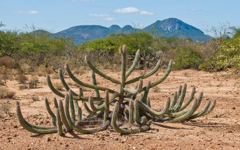 Caatinga, com plantas como o cacto xique-xique, é típica do semi-árido nordestino, que até agora era o clima mais inóspito do Brasil | abc+