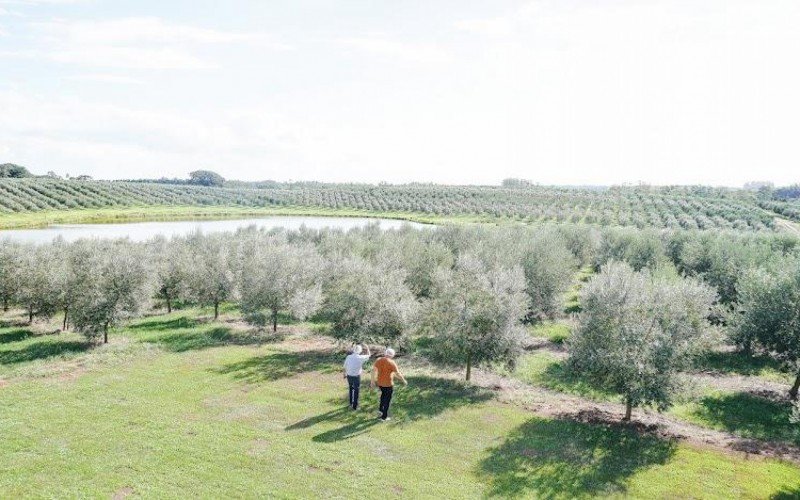Lagar Milonga, em Triunfo: inverno instÃ¡vel prejudicou a floraÃ§Ã£o, que ficou desparelha