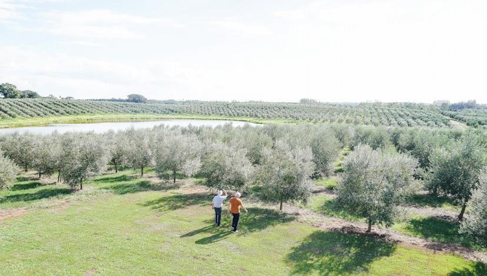 Safra de olivas em 2024 terá produção reduzida, mas qualidade do azeite não deve ser afetada
