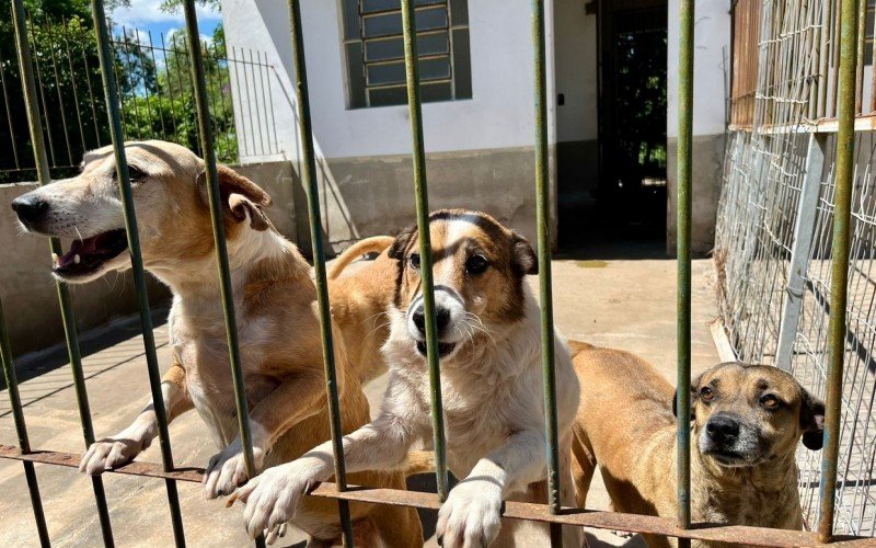 Espaço, localizado no bairro Arroio da Manteiga, abriga atualmente mais de 200 cães de diferentes raças e portes