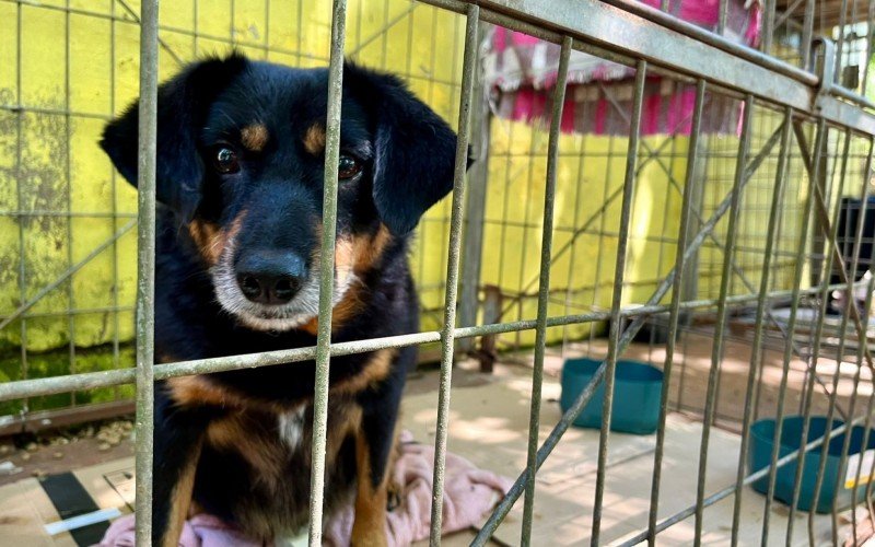 CÃ£es de grande porte representam 95% dos recolhimentos do Canil Municipal e sÃ£o os mais difÃ­ceis de serem adotados