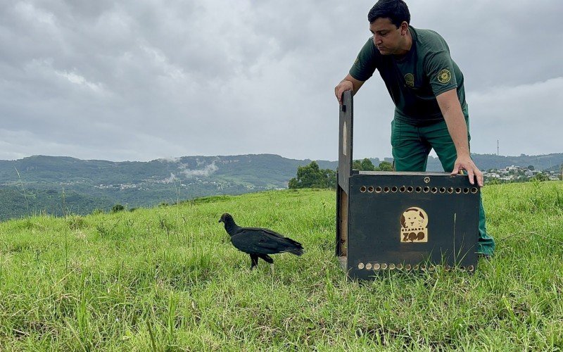 ApÃ³s trabalho regenerativo, urubu-de-cabeÃ§a-preta retornou ao seu habitat