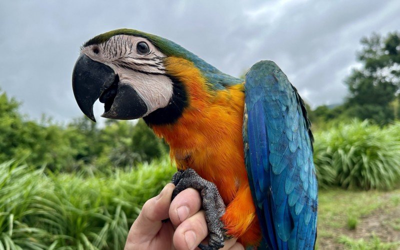 Arara que participa do programa de educaÃ§Ã£o ambiental nasceu no prÃ³prio zoolÃ³gico, atravÃ©s de incubaÃ§Ã£o 