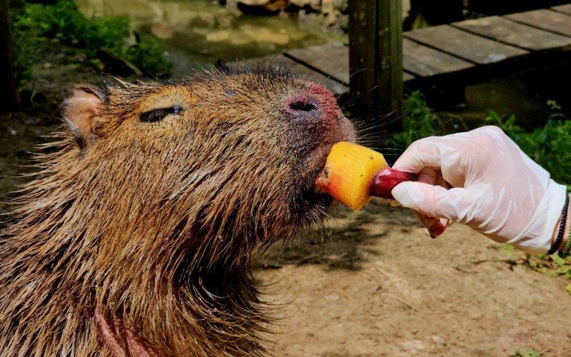 Capivara recebeu pepino congelado e dois sabores de picolés: manga com beterraba e manga com banana