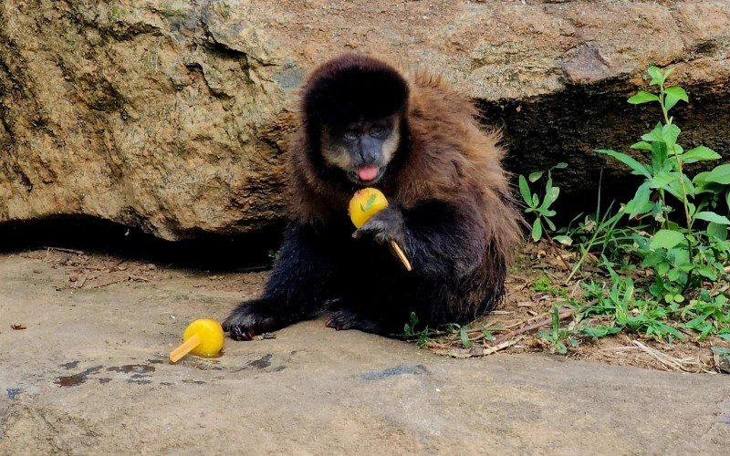 Macacos-prego ganhou picolÃ©s de manga com beterraba e sorvetes em porongos recheados com mamÃ£o congelado
