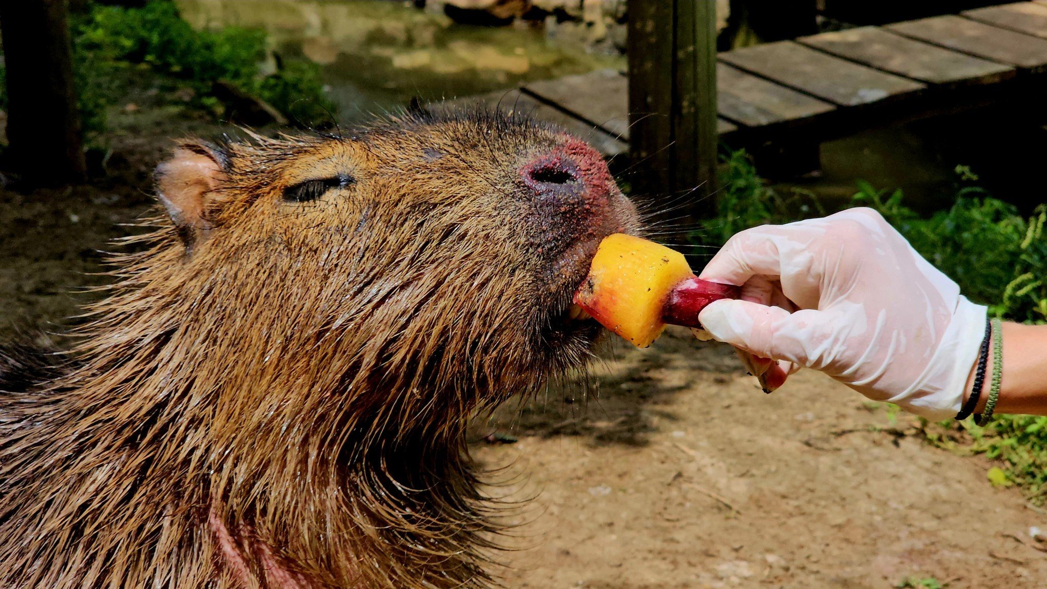 Animais do zoológico de Gramado ganham picolé para aliviar altas temperaturas; veja fotos