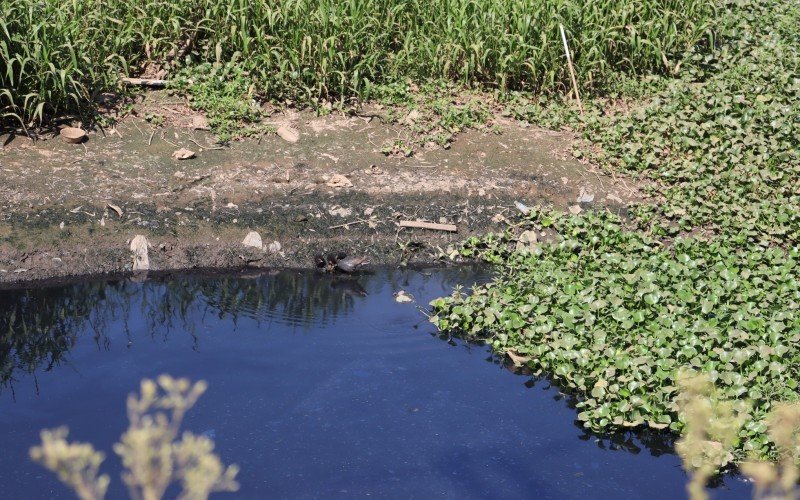 Aves vivem em meio ao esgoto da bacia de acumulaÃ§Ã£o da Casa de Bombas