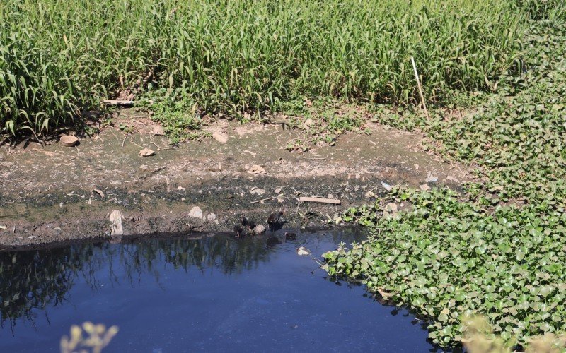 Aves vivem em meio ao esgoto da bacia de acumulaÃ§Ã£o da Casa de Bombas