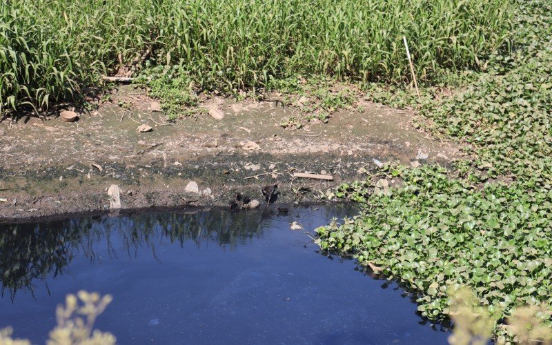 Aves vivem em meio ao esgoto da bacia de acumulaÃ§Ã£o da Casa de Bombas