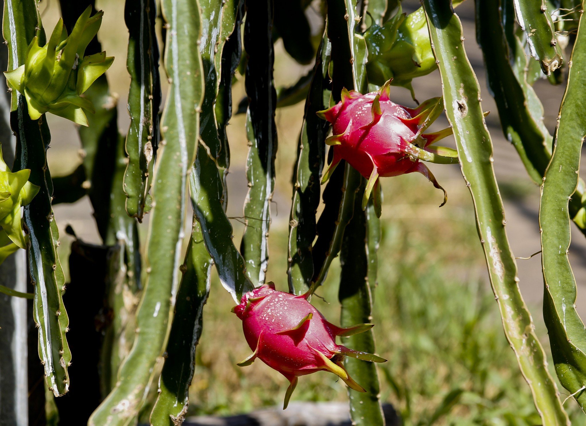 Paixão pelo cultivo das lindas e exóticas espécies de pitaya
