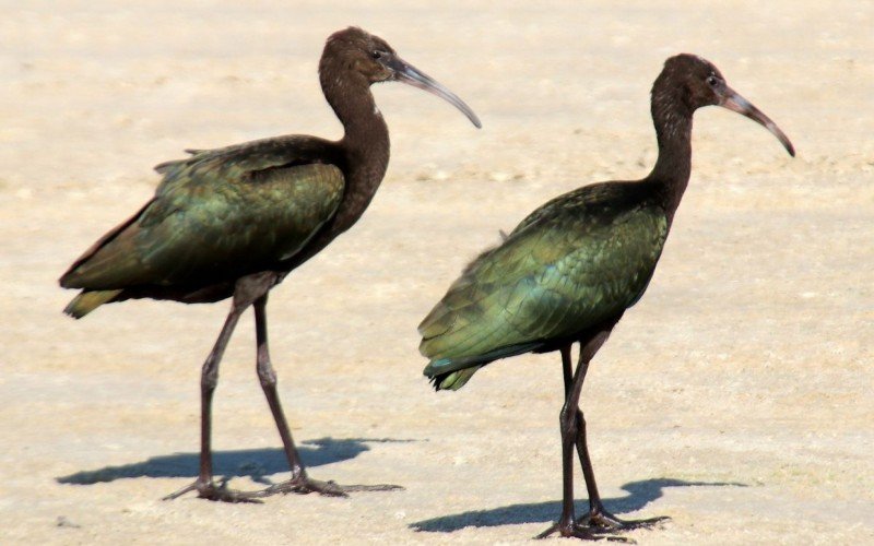 Ambas aves são da espécie caraúna (Plegadis chihi)  | abc+