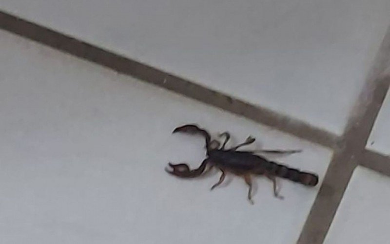 Escorpião-preto é encontrado em casa | abc+
