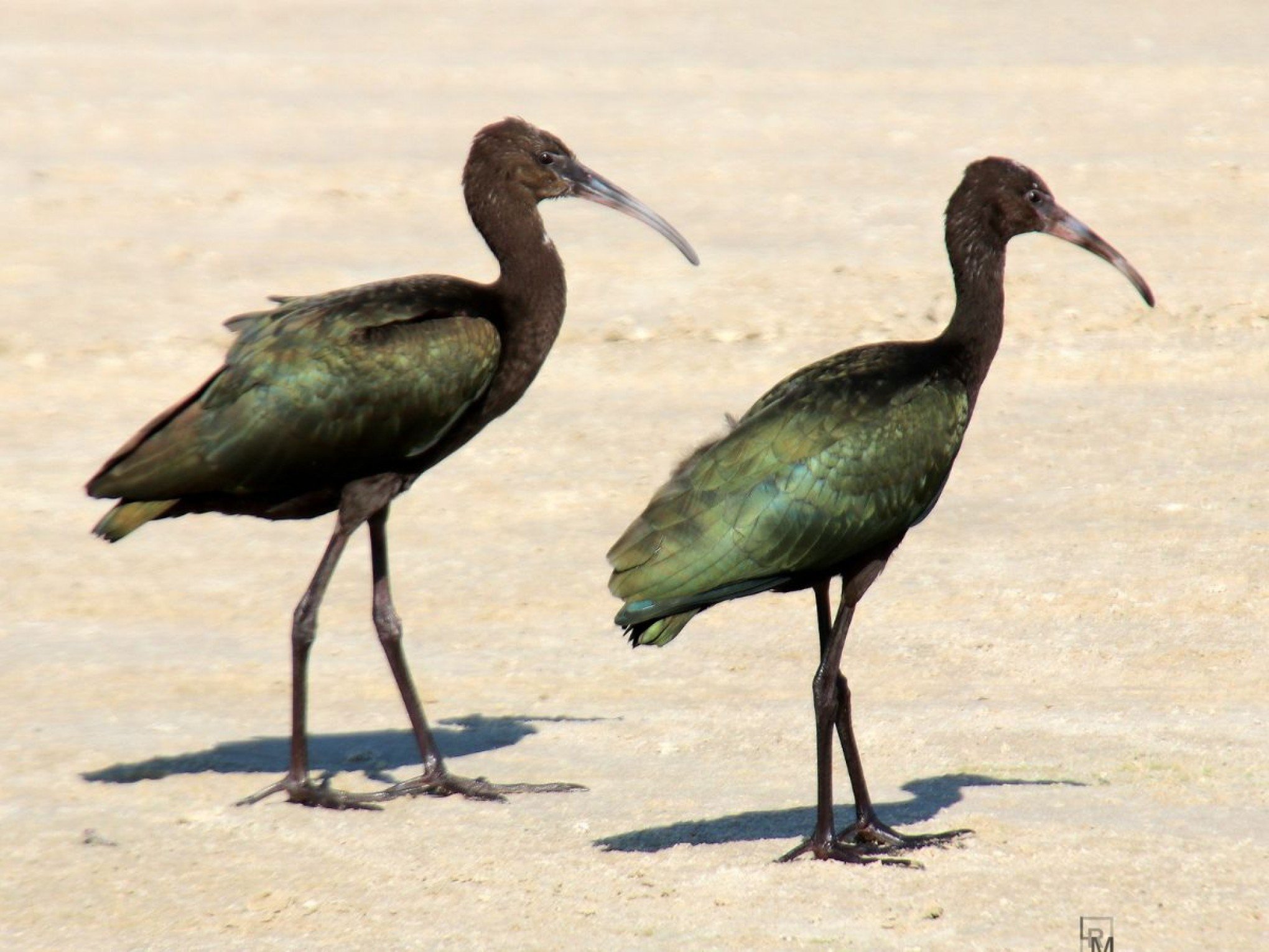 GRIPE AVIÁRIA: Primeiro foco do ano no RS é confirmado em aves silvestres