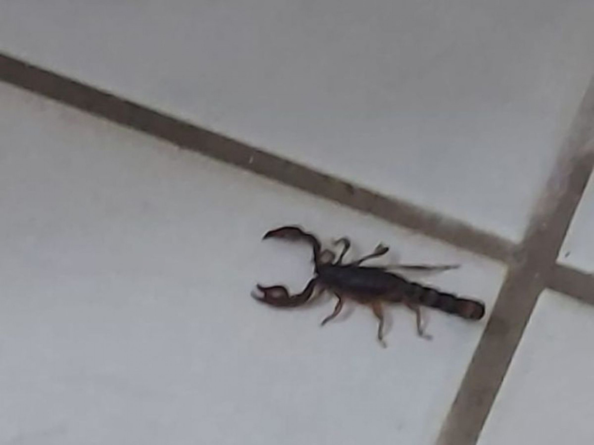 Escorpião é encontrado dentro de casa na região; saiba como identificar cada tipo e o que fazer caso encontre o mais agressivo