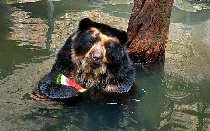 Urso Cocha se refresca em sua piscina particular 