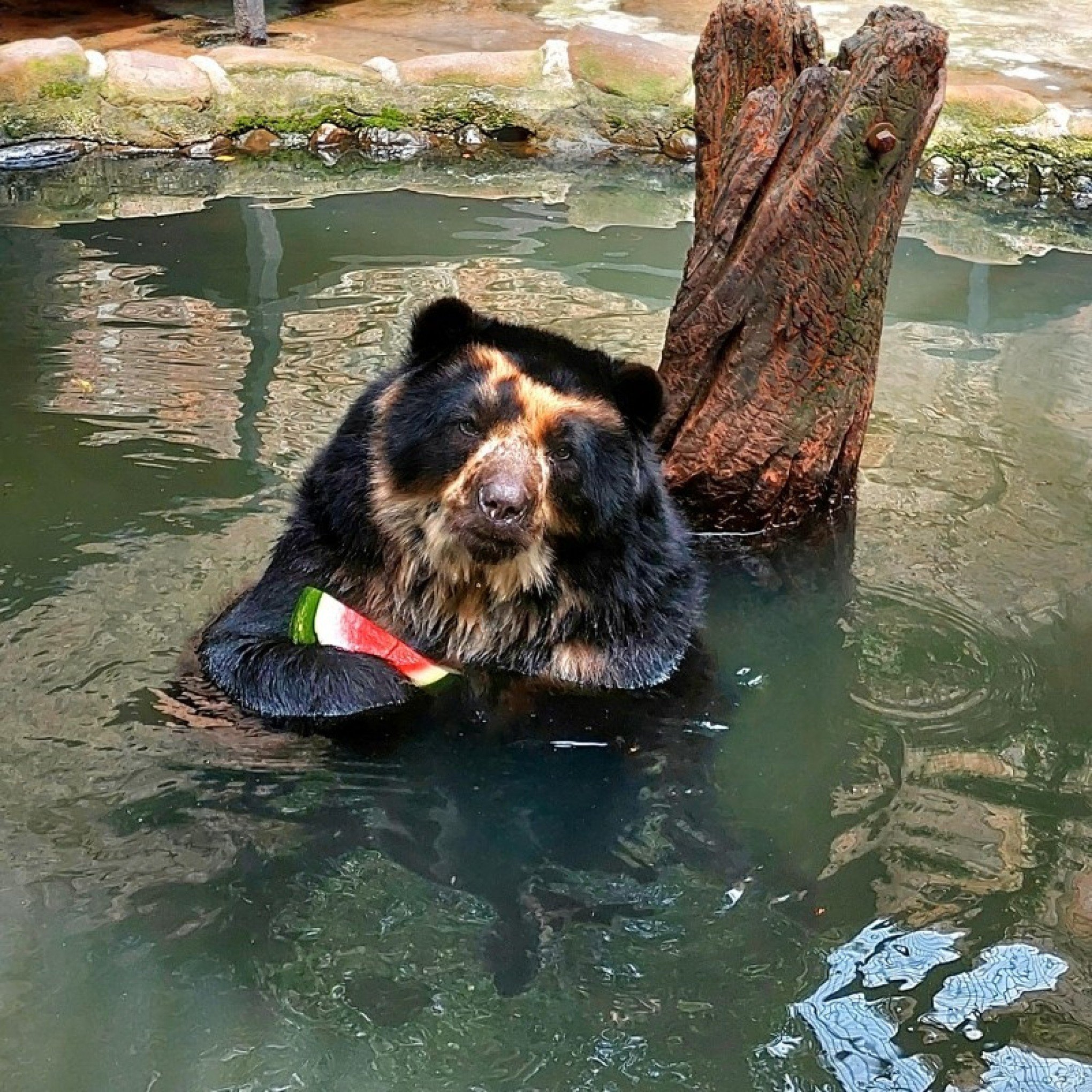 Animais do Zoo recebem cuidados especiais para suportar o calor