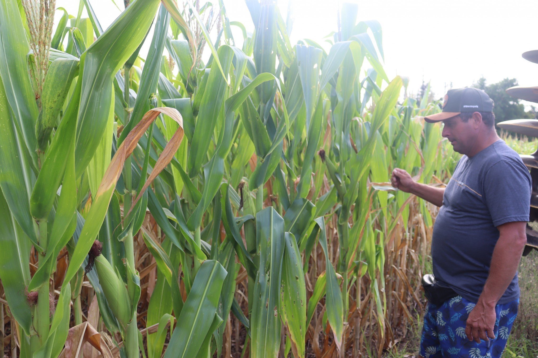 EL NIÑO: Transição para período de chuvas acima da média preocupa agricultores