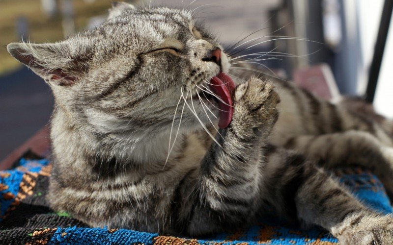 Erva do gato é amada pelos felinos e consegue mudar o comportamento dos felinos | abc+