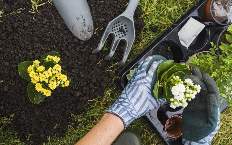 Cuidados com as plantas são essenciais para manter um jardim bonito e harmonioso | abc+