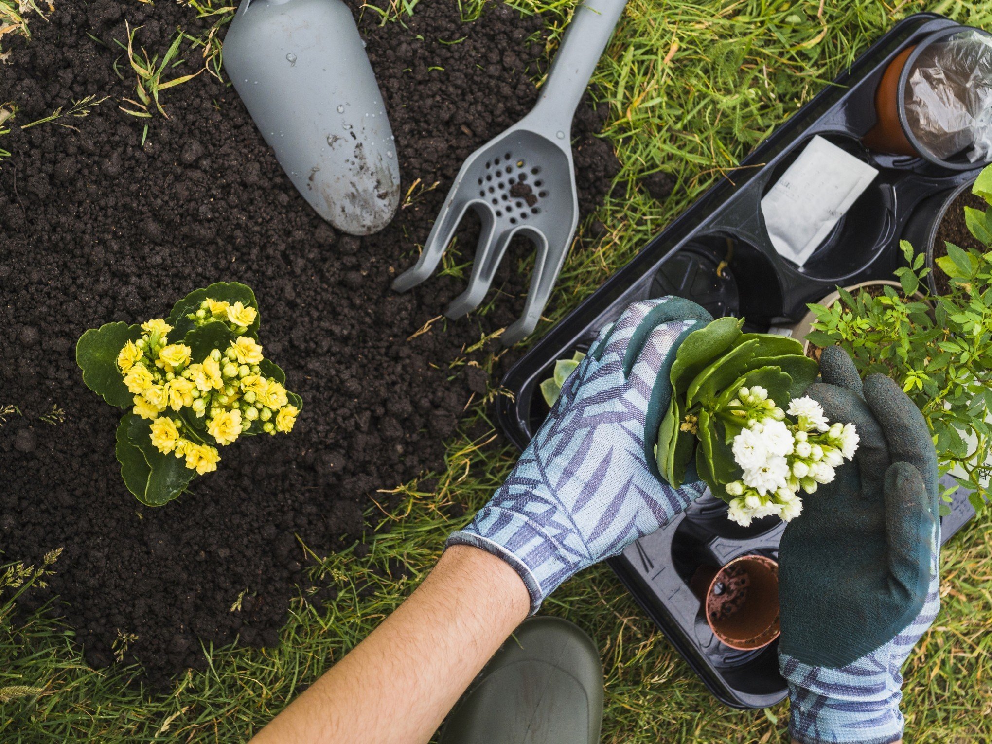 JARDIM: 6 dicas simples para cuidar das plantas na sua casa
